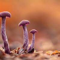 Amethyst Deceiver 1 